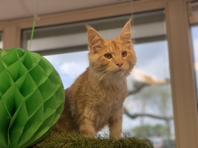 Kattenhotel Culemborg Kattenhotel verhalen