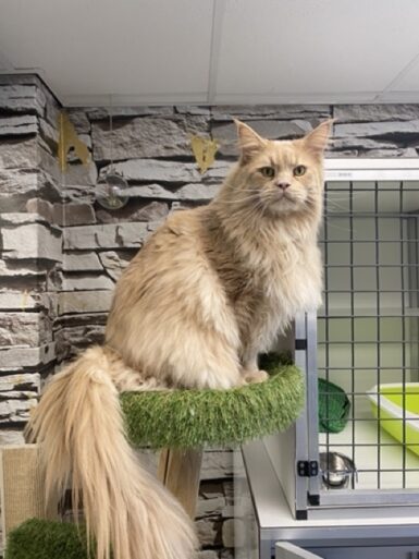 Kattenhotel Culemborg Kattenhotel verhalen