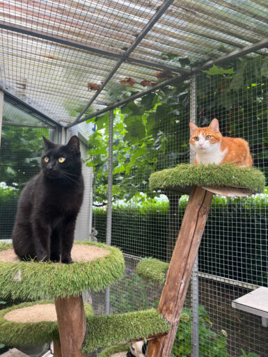 Bob en Sam kattenhotel verhalen