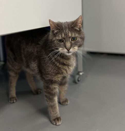 Kattenhotel verhalen Tommie suikerzoete kat