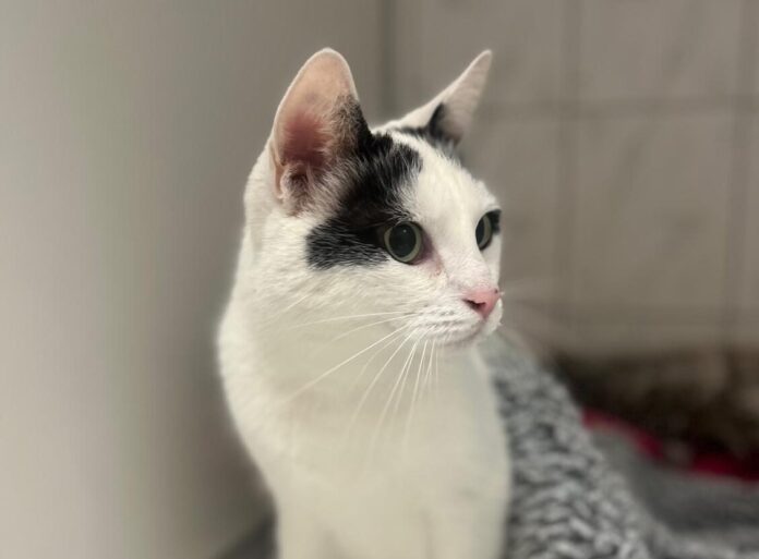 Kattenhotel Culemborg hotelverhalen