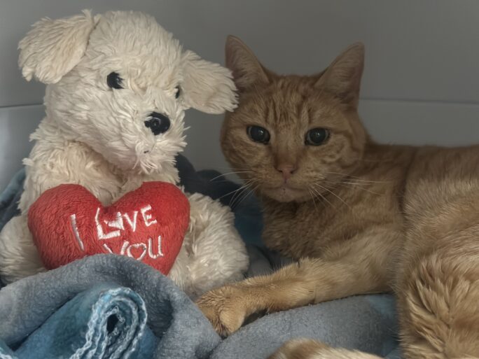 Snoopy - kattenhotel verhaal