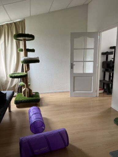 Familiekamer 2 kattenhotel Culemborg